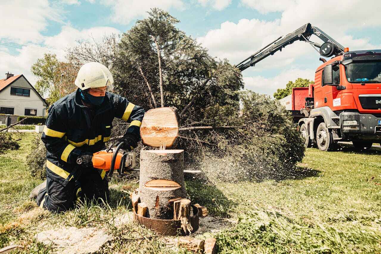 Residential Tree Removal in New Franklin, MO